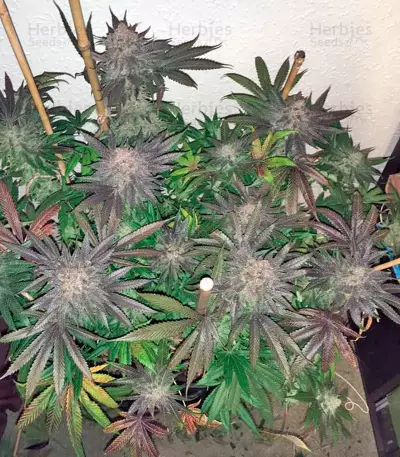 Kush'N'Cheese (Dinafem Seeds) Cannabis-Samen