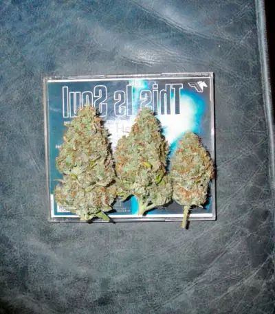 Mazar X Great White Shark (World of Seeds) Cannabis-Samen