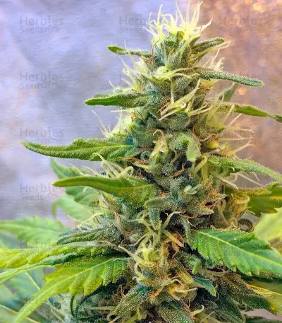 Northern Light X Skunk (World of Seeds) Cannabis-Samen