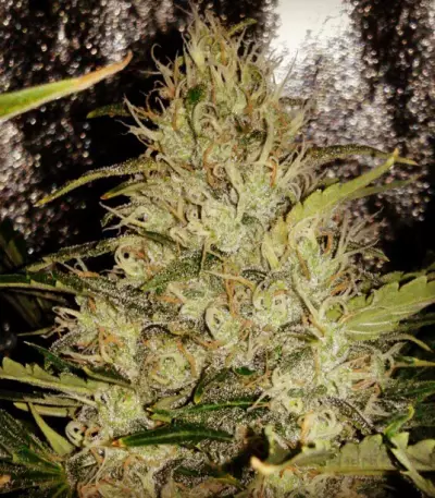 Pure AK (Female Seeds) Cannabis-Samen
