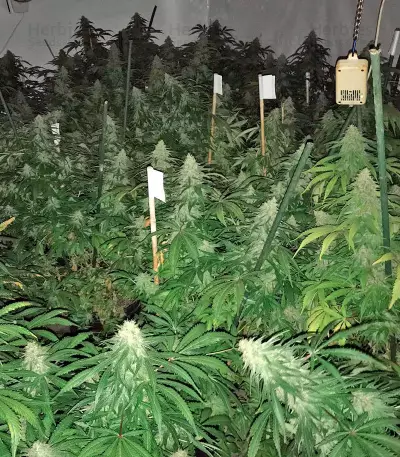 Purple Trainwreck (Humboldt Seeds Organization) Cannabis-Samen