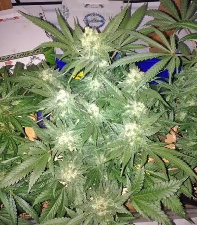 Red Leicester Tease strain