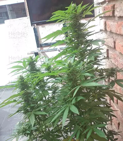 White Siberian (Dinafem Seeds) Cannabis-Samen