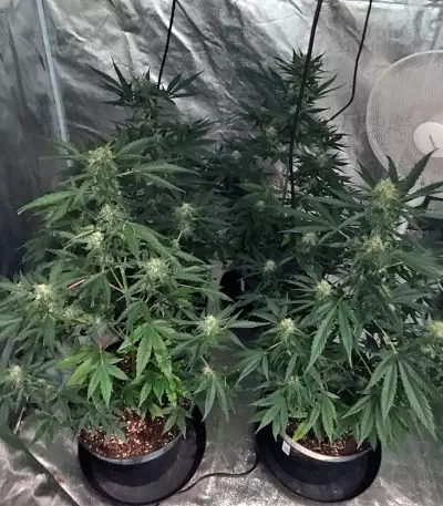 Big Devil #2 cannabis strain