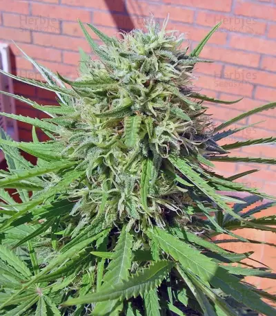 Green Poison (Sweet Seeds) Cannabis-Samen