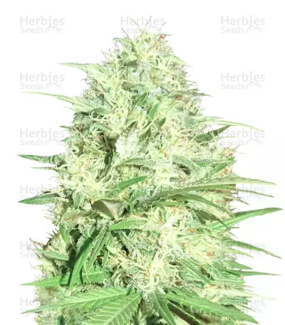 Honey Rock (Sumo Seeds) Cannabis-Samen