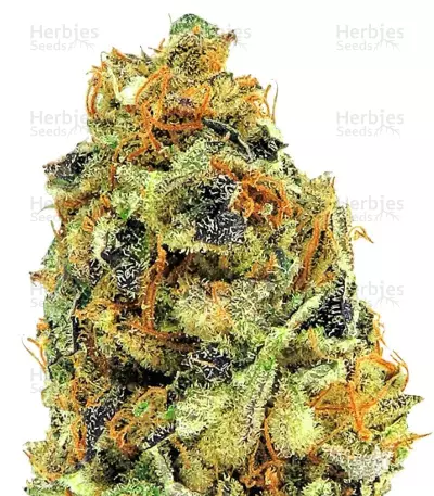 K.O. Kush (Heavyweight Seeds) Cannabis-Samen