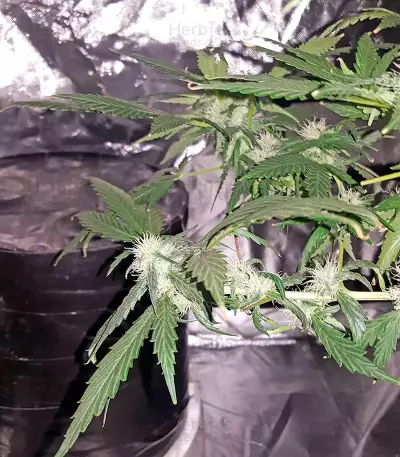 Afghan Kush X Black Domina (World of Seeds) Cannabis-Samen