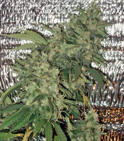 AK-47 regular (Serious Seeds) Cannabis-Samen