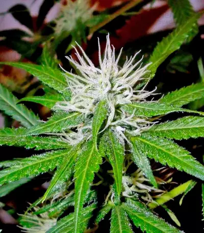 Arjan's Ultra Haze #2 (Mango Haze AUH#2) (GHS) Cannabis-Samen