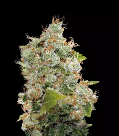 BCN Sour Diesel strain