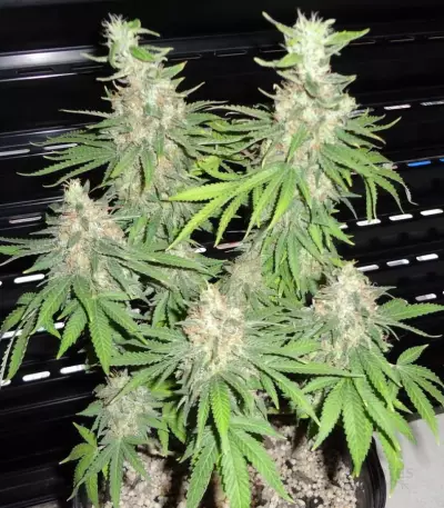 BubbleGummer (Female Seeds) Cannabis-Samen