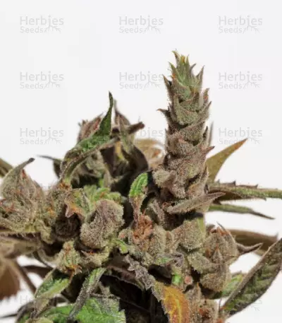 Cannatonic (Resin Seeds) Cannabis-Samen