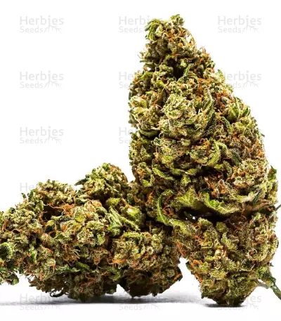 Cannatonic regular (Resin Seeds) Cannabis-Samen