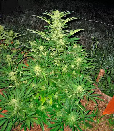 Critical Mass CBD (Dinafem Seeds) Cannabis-Samen