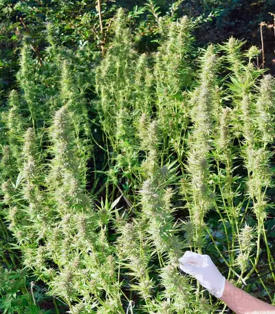 Frisian Dew (Dutch Passion) Cannabis-Samen