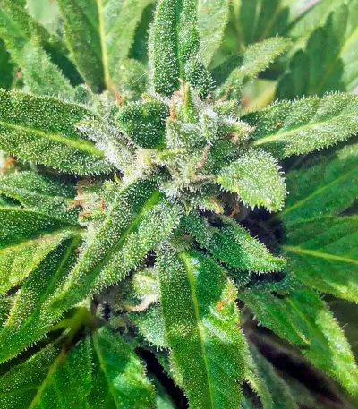 Industrial Plant (Dinafem Seeds) Cannabis-Samen