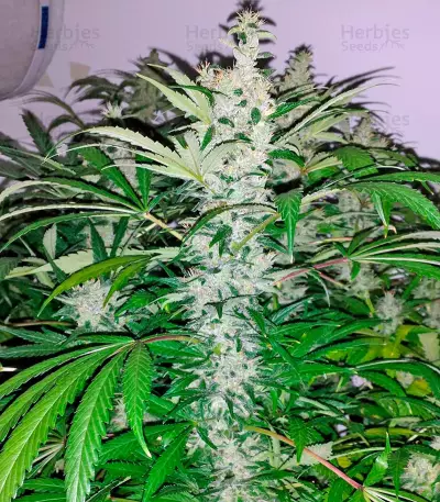 Kali Mist regular (Serious Seeds) Cannabis-Samen