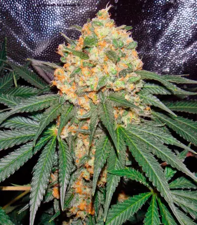Mazar regular (Dutch Passion) Cannabis-Samen