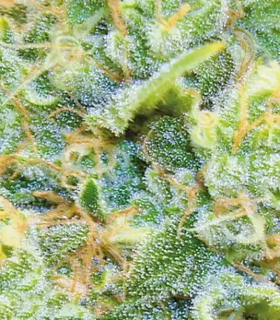Medical 49 CBD+ (Vision Seeds) Cannabis-Samen