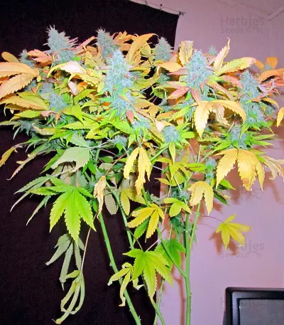 Northern Light (Nirvana Seeds) Cannabis-Samen