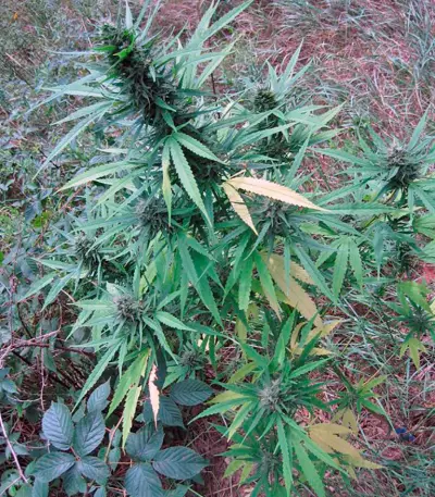 Passion #1 (Dutch Passion) Cannabis-Samen