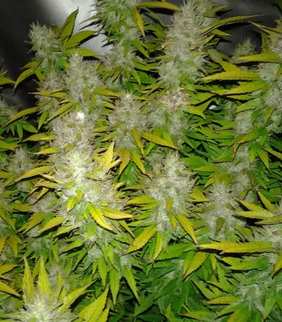 Royal Creamatic Auto (RQS) Cannabis-Samen