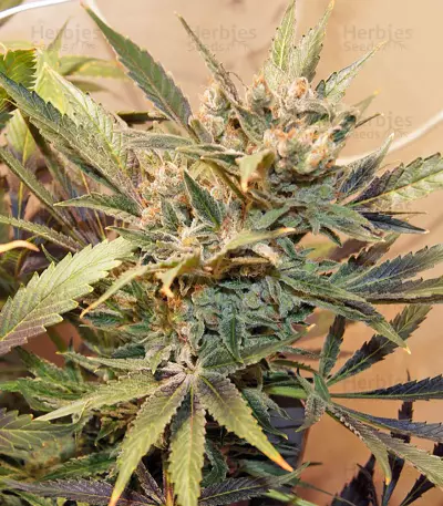 Satori regular (Mandala Seeds) Cannabis-Samen