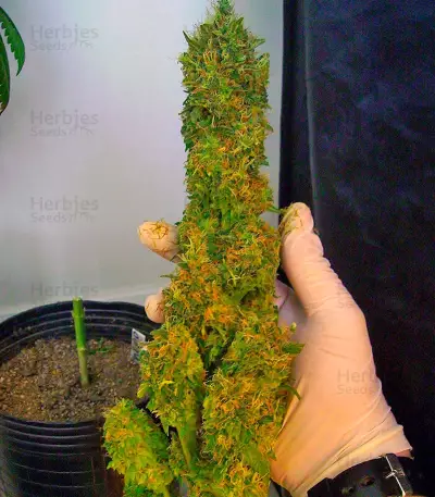 El Niño (GHS) Cannabis-Samen