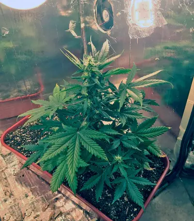 King’s Kush Auto (GHS) Cannabis-Samen