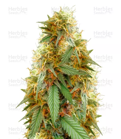 Medical 49 CBD+ (Vision Seeds) Cannabis-Samen