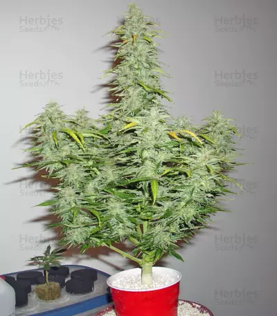 Speed Devil #2 Auto (Sweet Seeds) Cannabis-Samen