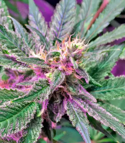 Afghan Kush X Black Domina (World of Seeds) Cannabis-Samen