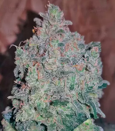 Sweet Trainwreck Auto (Sweet Seeds) Cannabis-Samen