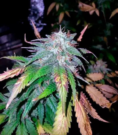 Alpujarrena (Pyramid Seeds) Cannabis-Samen
