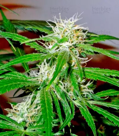 Arjan's Ultra Haze #2 (Mango Haze AUH#2) (GHS) Cannabis-Samen