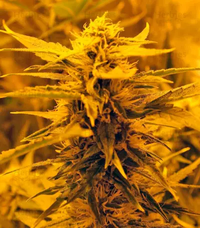 Auto Super Hash (Pyramid Seeds) Cannabis-Samen