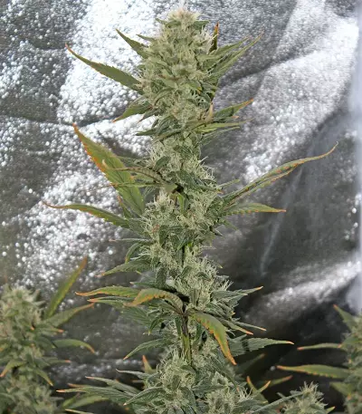 Blackberry Auto feminisierte Samen (Fast Buds)