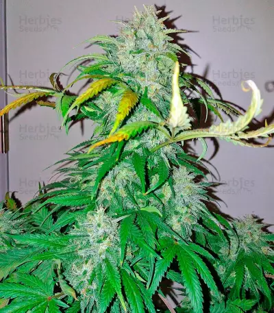 Bubba Kush Autoflowering (Dinafem Seeds) Cannabis-Samen