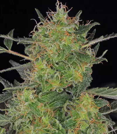CBD-Chronic (Serious Seeds)