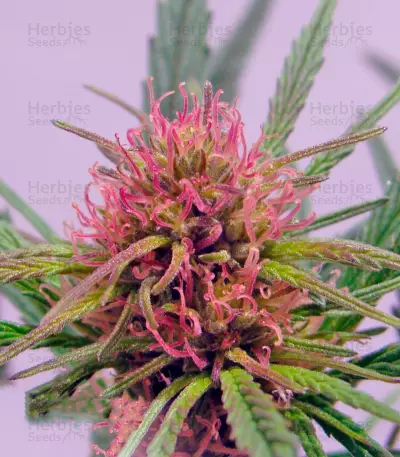 ComPassion (Dutch Passion) Cannabis-Samen