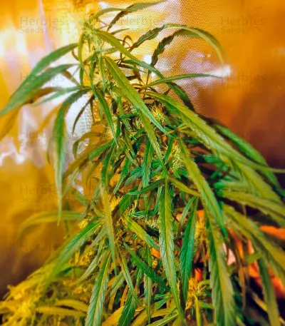 Dr. Grinspoon (Barney's Farm) Cannabis-Samen