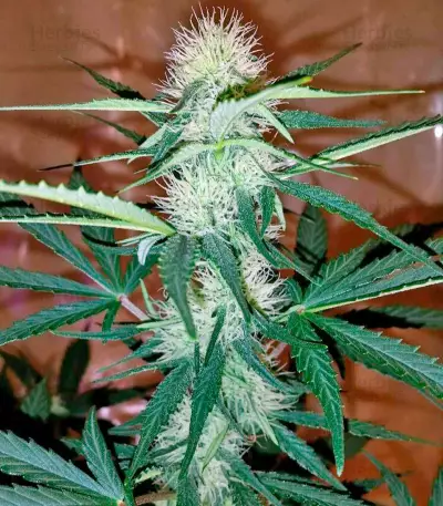 Moby Dick XXL strain