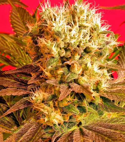 Motavation regular (Serious Seeds) Cannabis-Samen