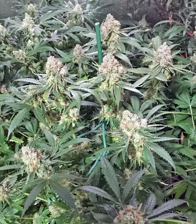 Russian Doll (Kannabia Seeds) Cannabis-Samen