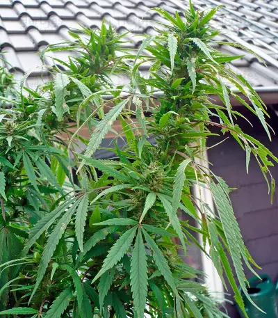 Purple Paro Valley (Mandala Seeds) Cannabis-Samen
