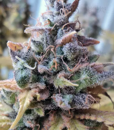 Cream Caramel (Sweet Seeds) Cannabis-Samen