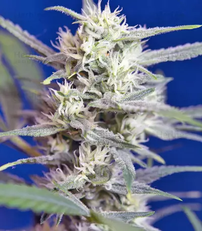 Crystal Candy Auto (Sweet Seeds)