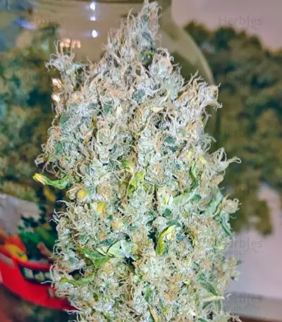 K-Train (GHS) Cannabis-Samen