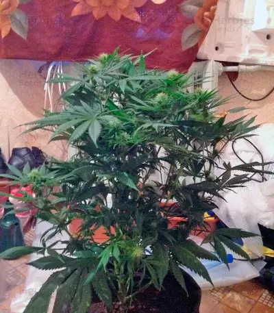 King’s Kush (GHS) Cannabis-Samen